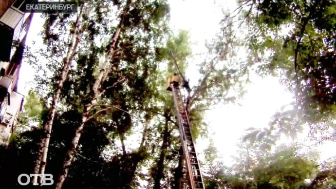 Житель Екатеринбурга залез на дерево ради спасения дочери президента