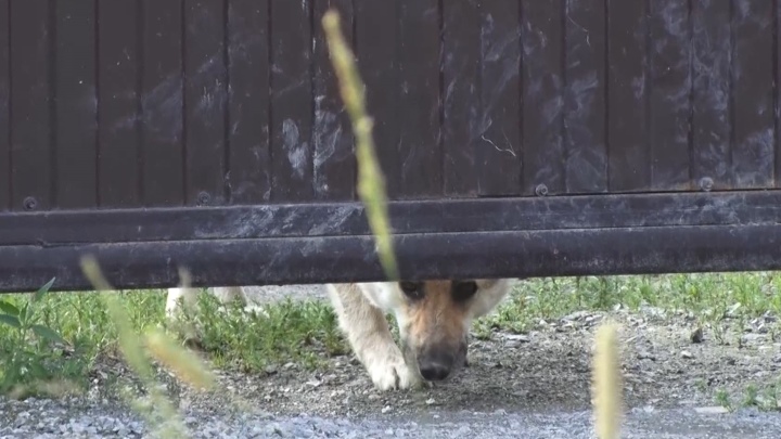 Жители сада под Первоуральском страдают от агрессивной собаки