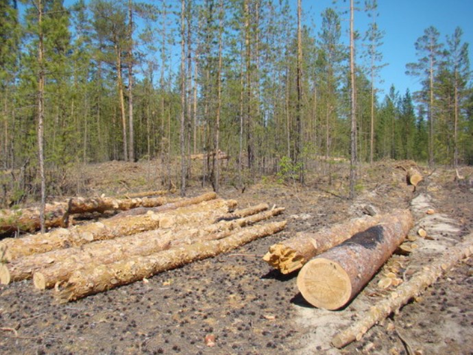 В Екатеринбурге за вырубку деревьев задержан контрабандист-миллионер