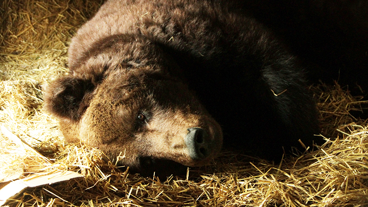 Медведи Екатеринбургского зоопарка готовятся к зимней спячке