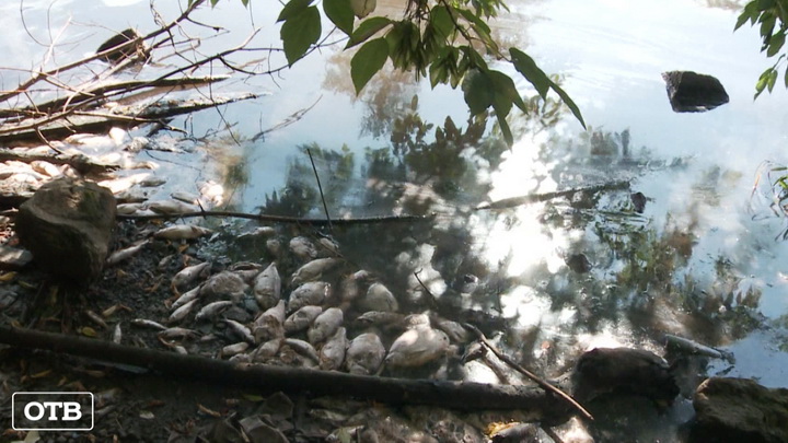 Мёртвый улов: в Большом Истоке ищут виновных в массовой гибели рыбы