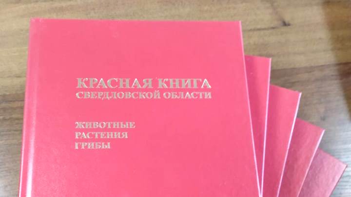 Без обыкновенного ежа: вышла в свет обновленная Красная книга Свердловской области