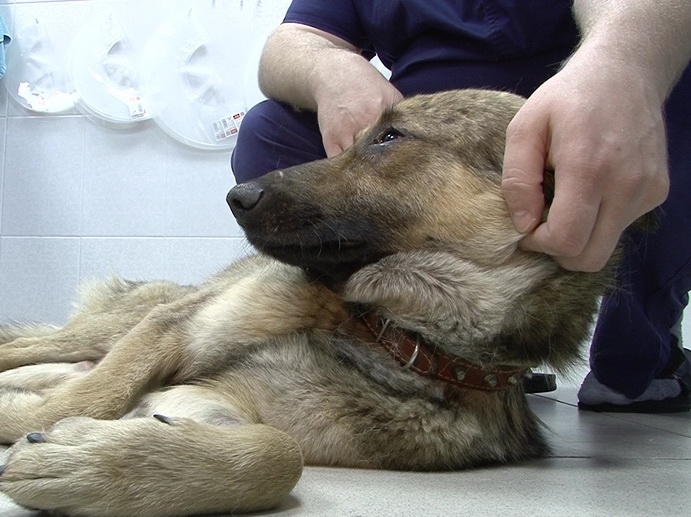 В Екатеринбурге спасают собаку, которую неизвестные пытались похоронить заживо