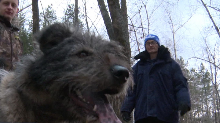 Пёс, которого нашли на цепи в Шарташском лесопарке, вернулся к хозяину