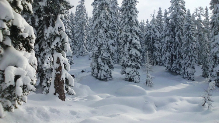 Уральские спасатели рассказали, что нужно делать туристам, заблудившимся в зимнем лесу