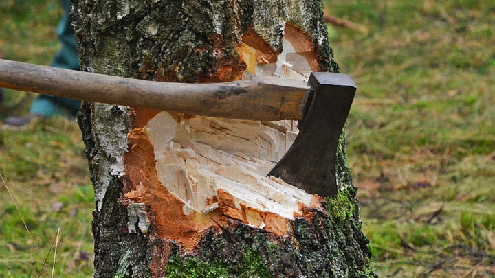 Екатеринбуржца будут судить за незаконную рубку 111 деревьев