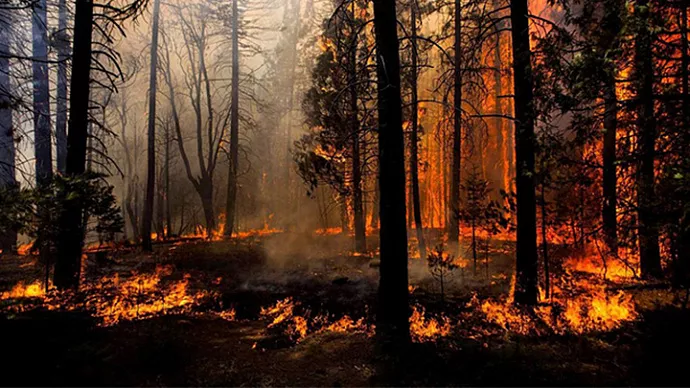 Локализованы природные пожары в Тугулымском лесничестве   