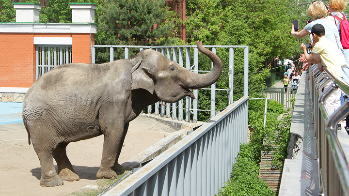 В Екатеринбурге 3 августа отметят День слона