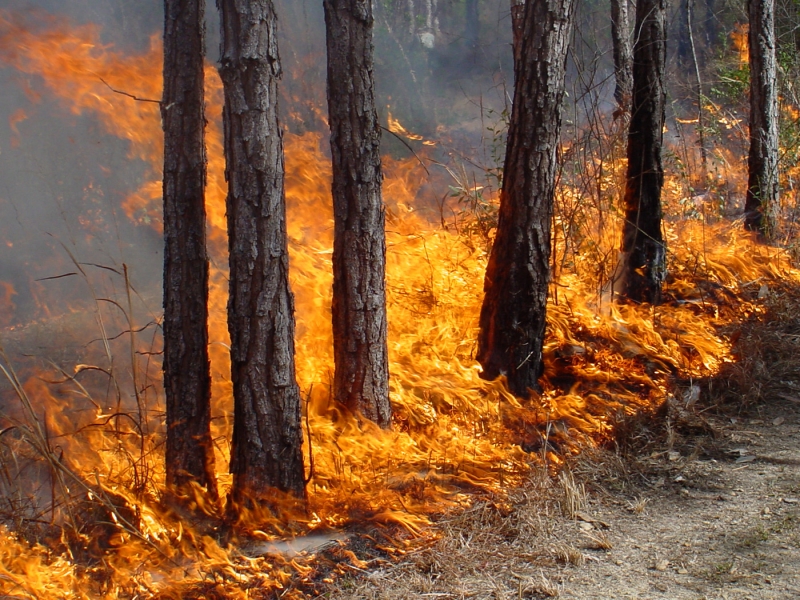 Горячая пора: в Свердловской области сохраняется пожароопасная ситуация