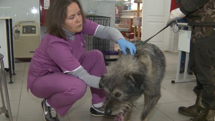 В Екатеринбурге ищут хозяев собаки, прикованной цепью на морозе
