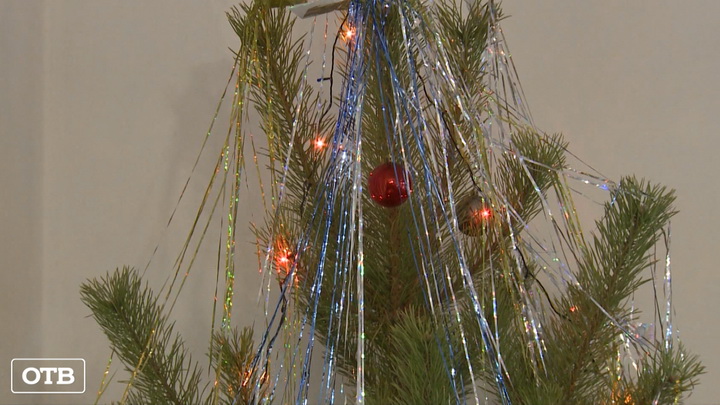 В лесничествах Свердловской области стартовала выписка новогодних елок 