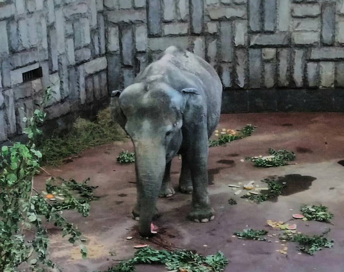 В екатеринбургском зоопарке слониха съела произведение искусства