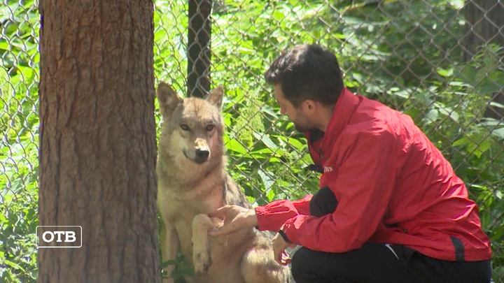 Итоги недели: второе поколение волков в уральском фонде защиты животных