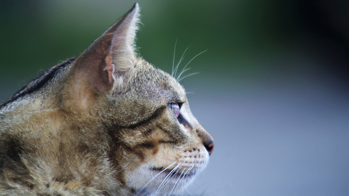 Живодёра из Сухого Лога будут судить за убийство кошек