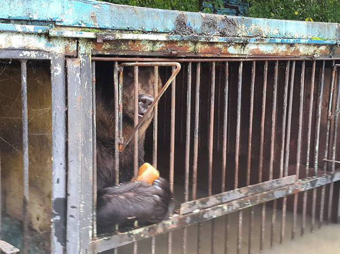 В зоопарке Уссурийска продолжается эвакуация животных