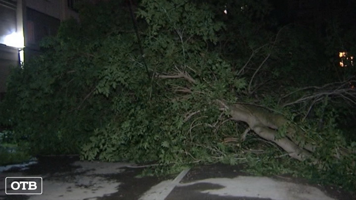 В Екатеринбурге на припаркованный автомобиль упало дерево