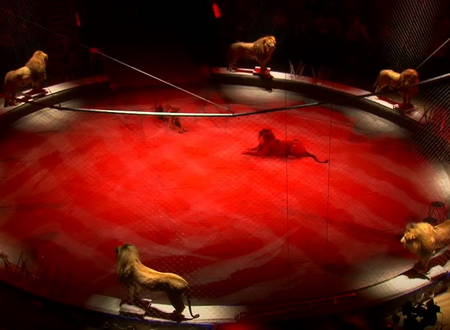 В Екатеринбургском цирке выступят нубийские львы из Египта