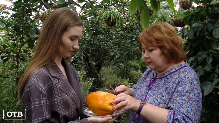 Уральская фрута бомба: в ботаническом саду Екатеринбурга созрела папайя