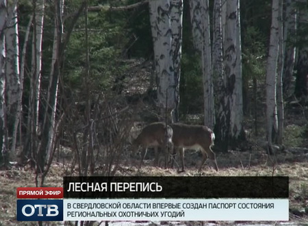 На Среднем Урале провели перепись лесных животных