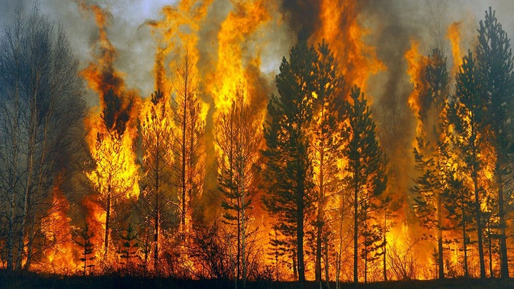 МЧС назвало возможную причину пожаров в лесах Сибири