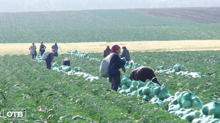 Все в поле: на Среднем Урале приступили к уборке урожая овощей
