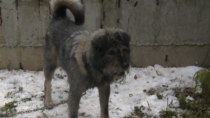 В Екатеринбурге спасли собаку, которую хозяева приковали цепью к дереву