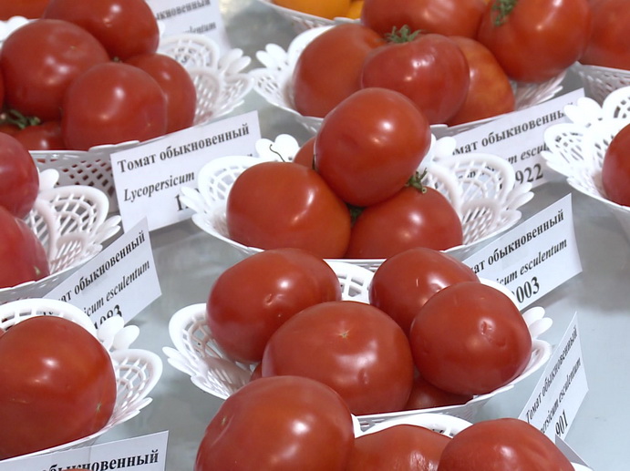 Уральские учёные вывели новый сорт томатов, защищающих от онкологии