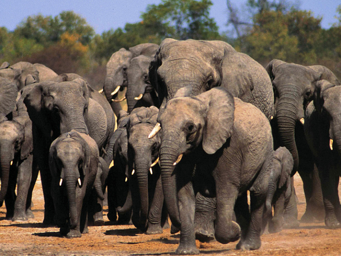 National Geographic. «Реабилитация слонов»