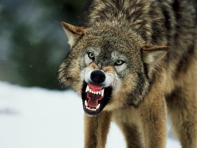 Волки у дома: в Свердловской области разрешили неограниченный отстрел хищников