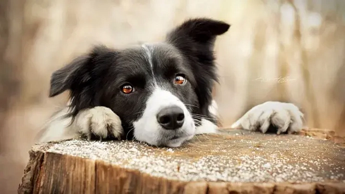 Передержка животных: как правильно себя вести с чужой собакой?