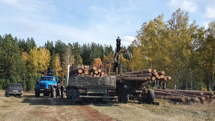 Под Каменском-Уральским чёрные лесорубы повалили деревьев на 2 млн рублей