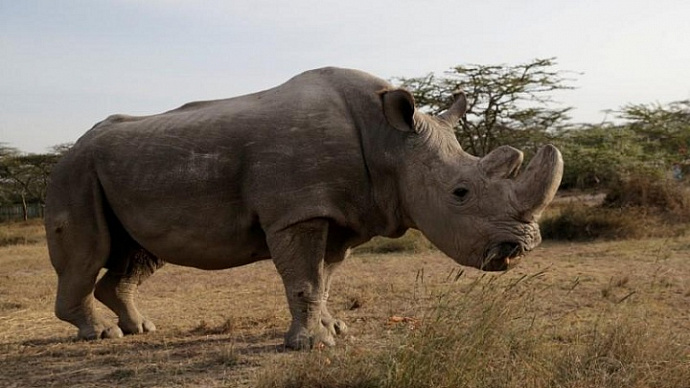 Умер последний в мире самец северного белого носорога: ему было 45 лет