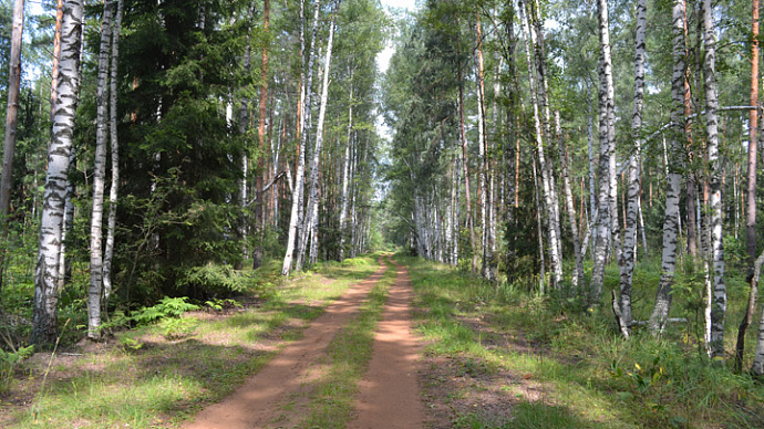 Свердловский департамент лесного хозяйства вошёл в состав Минприроды региона