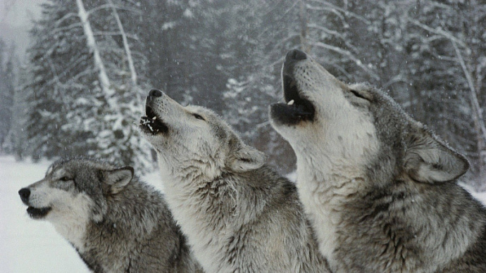 Волки в городе: в Югорске хищники загрызли овчарку