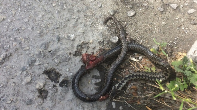 Змеи атакуют: в Екатеринбурге возле зоопарка убили гадюку