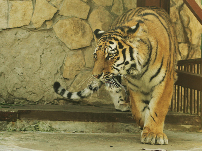 Амурский тигр поселился в зоопарке Екатеринбурга