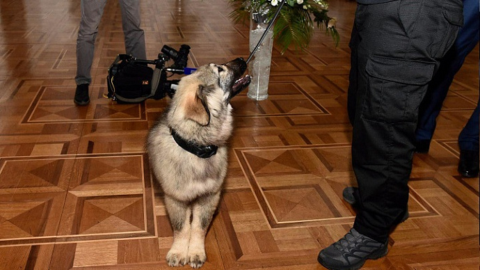 Президент Сербии подарил Владимиру Путину щенка по кличке Паша