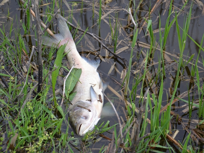 Массовая гибель рыбы в Верхнесысертском пруду привлекла внимание следователей