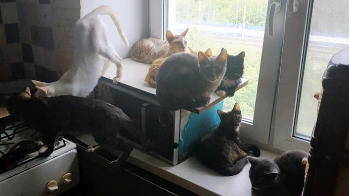 В Екатеринбурге приставы хитростью попали в дом с 10 кошками и 15 собаками