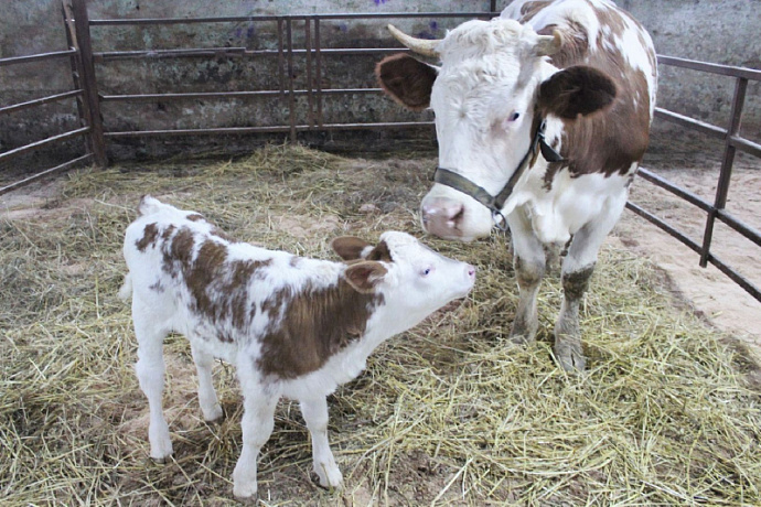 Клонированная корова дала первое потомство 