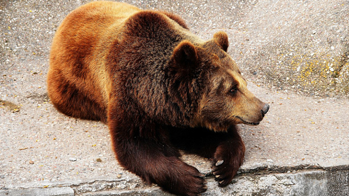 Жители Каменска-Уральского испугались «невидимого» медведя