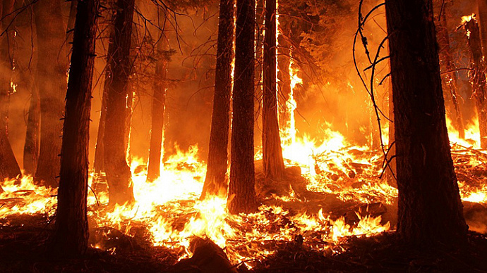 Срочно: в пяти регионах РФ введён режим ЧС из-за лесных пожаров