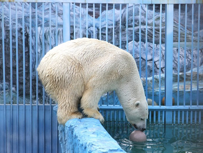 Екатеринбуржцы отметят 22-летие белого медведя Умки