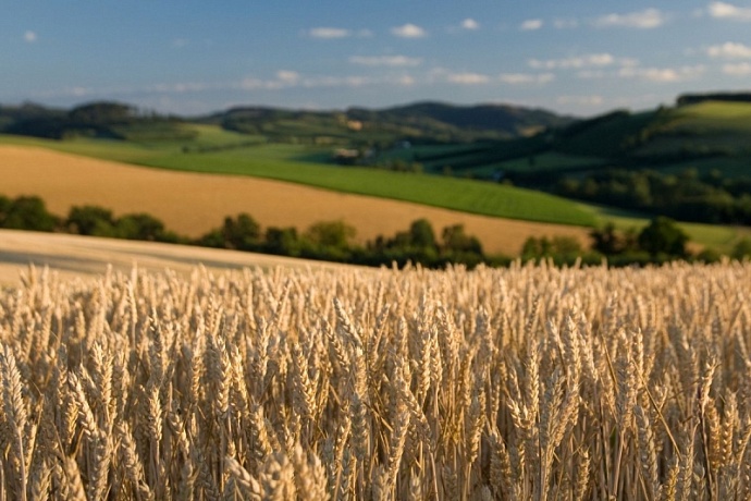 Около 70% всех полей России занято самарской пшеницей 