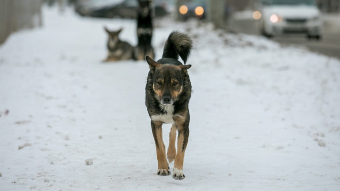 Нападение бродячих собак в Екатеринбурге: организована проверка