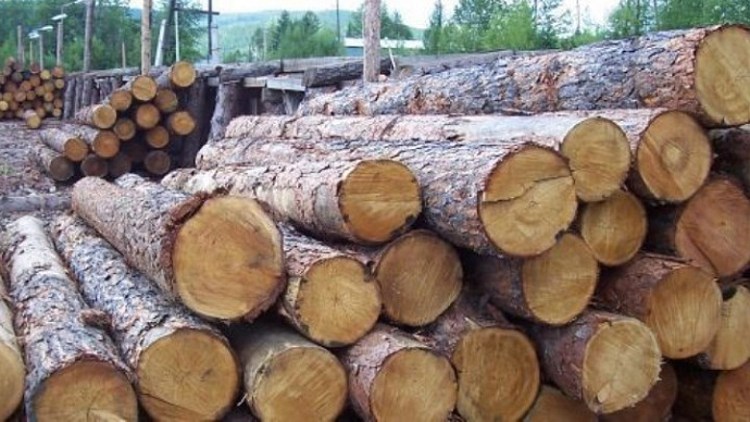 Владимир Путин запретил с 1 января 2022 года вывоз необработанной древесины из России