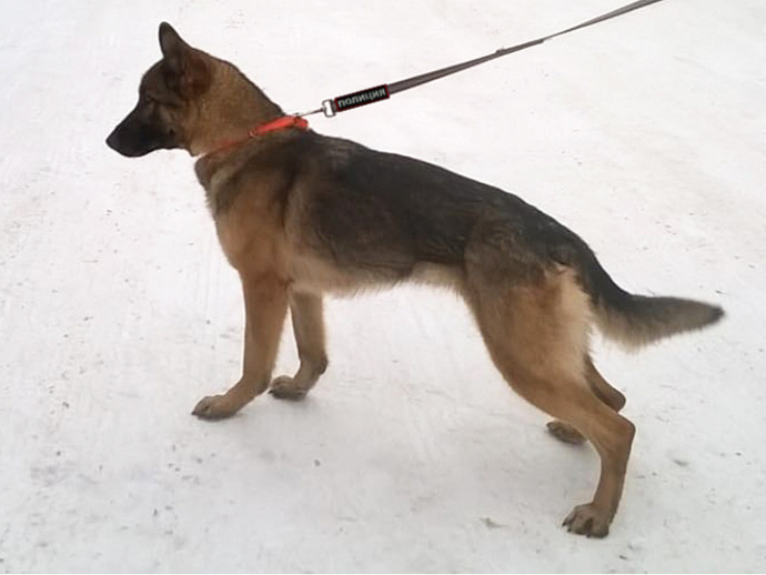 В Екатеринбурге похитителей пиццы ловила полицейская собака