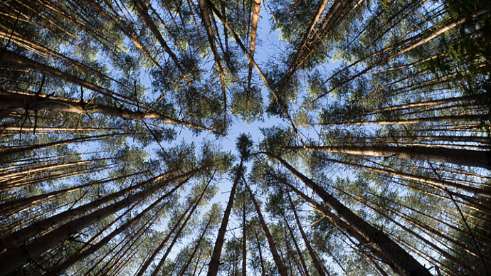 На Среднем Урале этой осенью высадят 55 гектаров леса