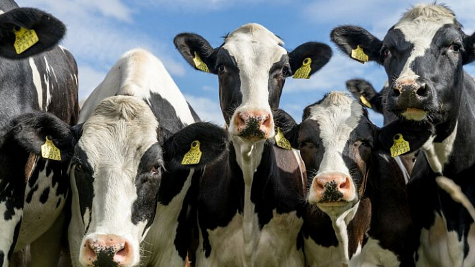 200 млн рублей в молоко: Правительство РФ поддержало уральских аграриев