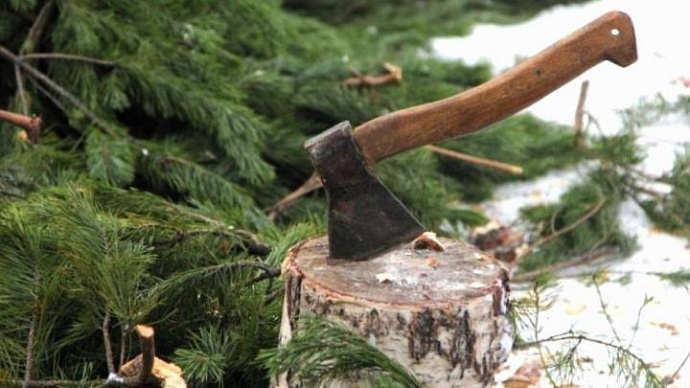 Уголовка за ёлку: в Свердловской области начали патрулировать леса